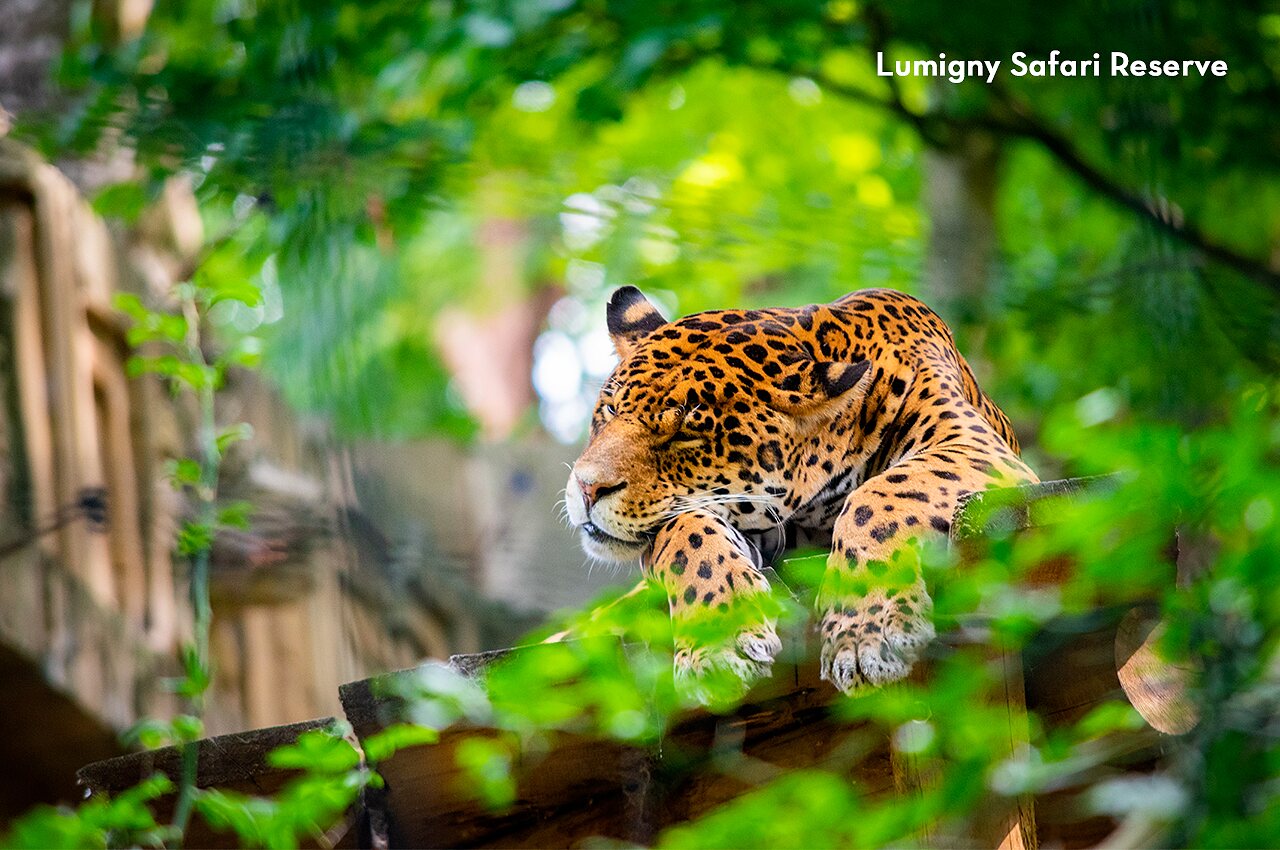 Jaguar tachet� se reposant � la Lumigny Safari Reserve, � visiter pr�s du camping.